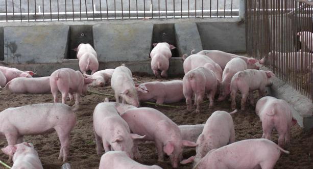 養豬戶跟不上豬肉價格變化的原因（豬肉價格居高不下）4