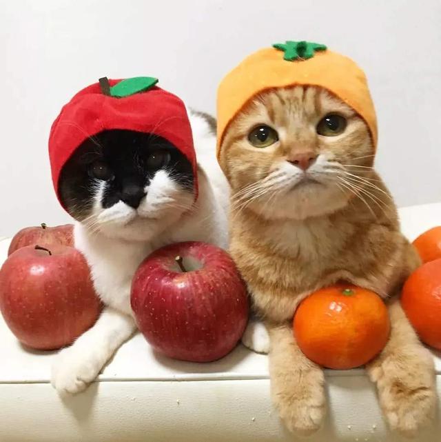 貓不能吃葡萄幹嗎吃了怎麼辦（貓咪吃了葡萄幹真的會危及生命嗎）2
