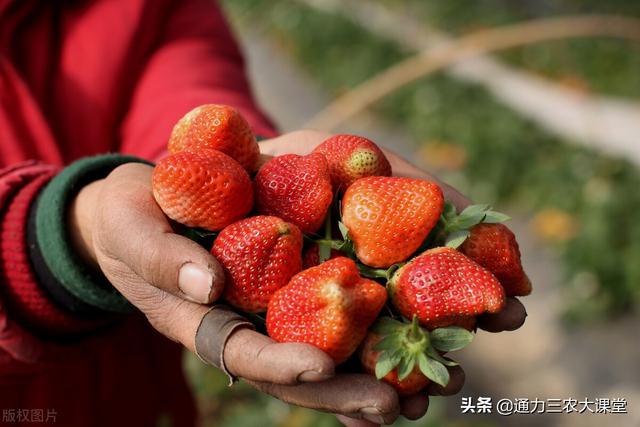 草莓的種植怎麼管理能高産（草莓如何種植成活率高）1