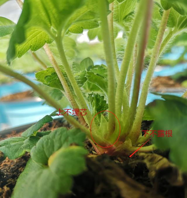 适合家庭種的草莓品種（5種真正的家庭盆栽草莓品種）28
