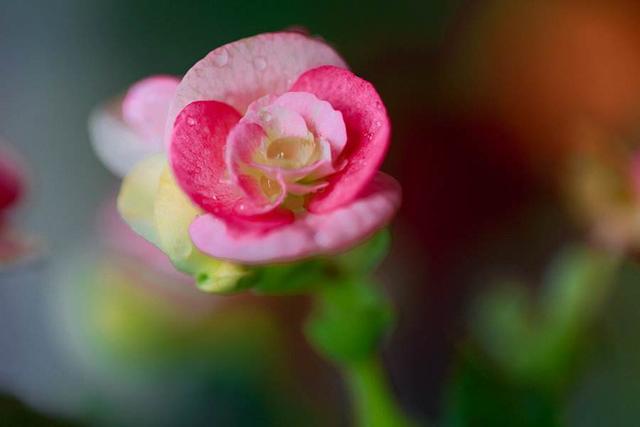 玫瑰海棠的養殖方法和注意事項（玻璃海棠花的養殖方法）2