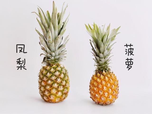 菠蘿和鳳梨到底有啥區别（原來菠蘿和鳳梨的差别這麼大）3