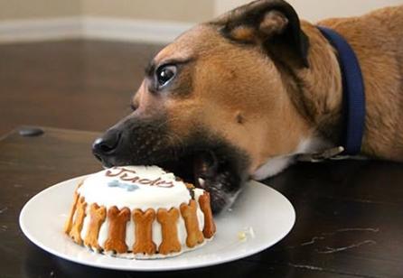 狗狗不能吃的20種食物你都知道嗎（這9種食物對狗狗的身體有很大）9