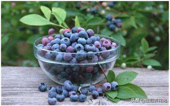 藍莓的種植養護和管理（如何将藍莓種植及養護到最好狀态）2