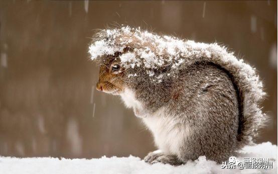 過冬必備的10種動物（關注冬天到了野外的動物是怎麼過冬的呢）30