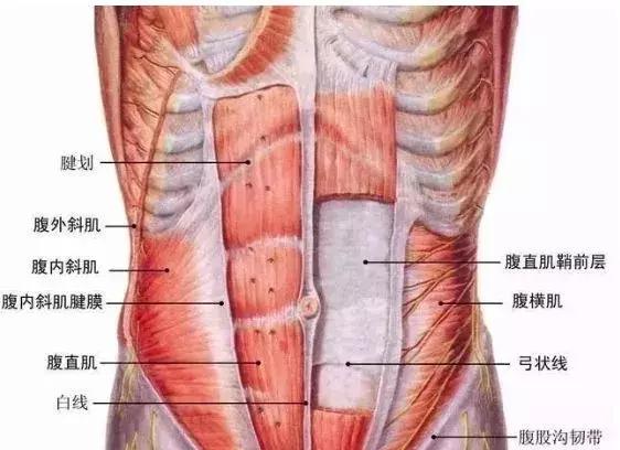 不同位置的腰背疼對應的疾病（從脊柱周圍的肌肉角度分析腰背痛）3