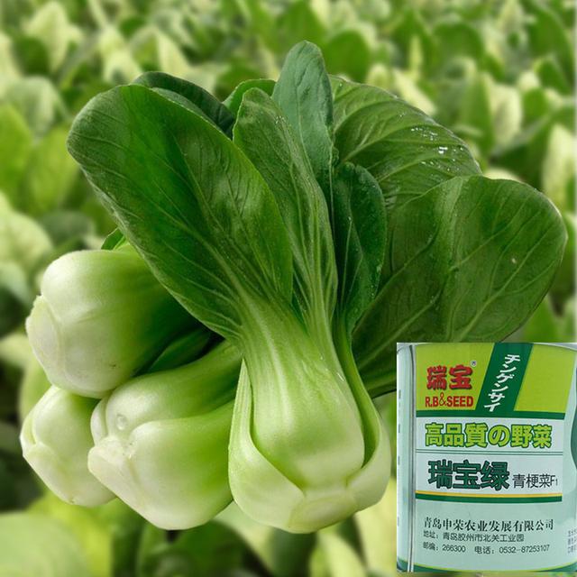 綠色青菜的種植技術（這個青菜品種長得又快又好）1