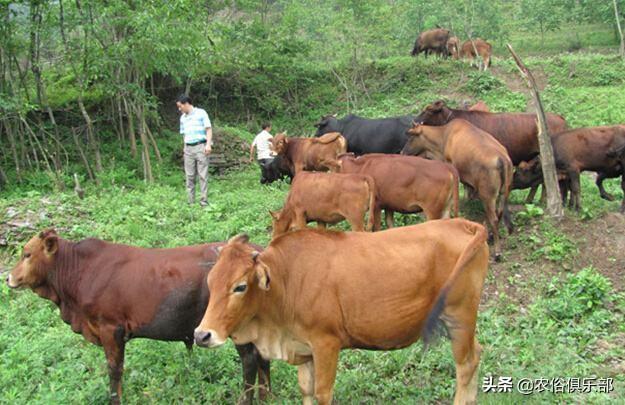 農村養肉牛還是養土黃牛好（都愛養這5種黃牛）3