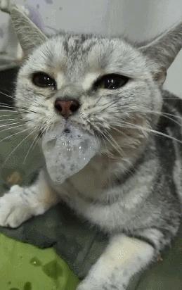 貓咪嘔吐是什麼原因及治療（貓咪嘔吐的原因有哪些呢）3