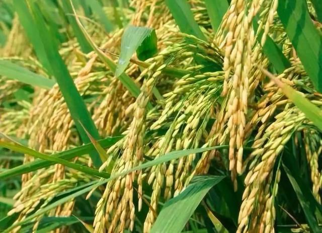 雜交稻的育種方法（這項技術給農業生産帶來一次新的革命）1