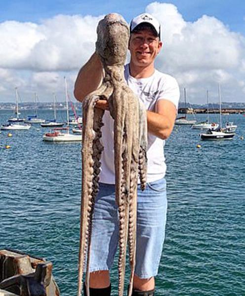 太平洋巨型章魚體長9m（英國一漁夫捕獲巨型章魚）1