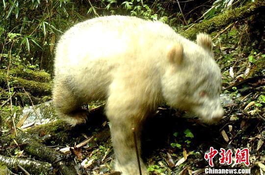 卧龍大熊貓自然基地（四川卧龍國家級自然保護區拍攝到白色大熊貓）1