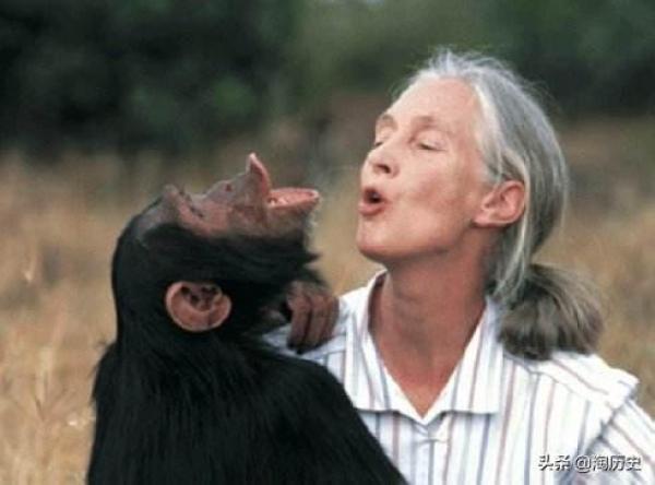 世界上最懂猩猩的女人（她看過人猿泰山後）2