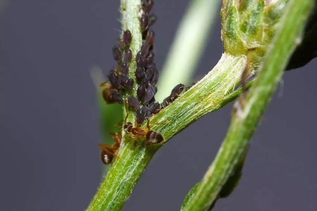 蚜蟲防治十種方法（蚜蟲用它治一天死光光）2