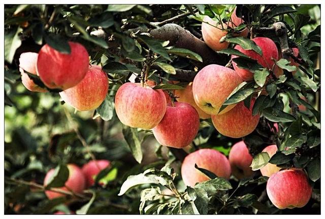 秋冬換季感冒可能吃什麼水果（秋天吃這五種水果）5