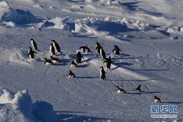 南極科考人員偶遇企鵝（在企鵝群注視下穿越南極圈）2