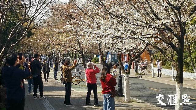 南京即将迎來最美的櫻花季（雞鳴寺路今日起憑票賞櫻）1