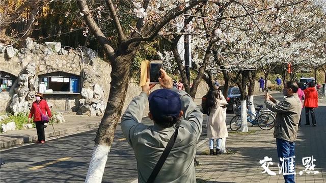 南京即将迎來最美的櫻花季（雞鳴寺路今日起憑票賞櫻）7