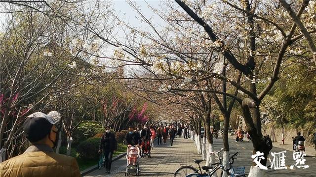 南京即将迎來最美的櫻花季（雞鳴寺路今日起憑票賞櫻）8