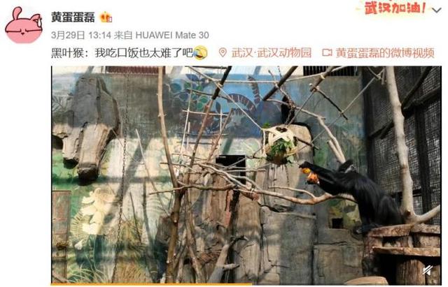 武漢動物園年紀最大的熊貓（武漢動物園關閉3個月後重開）5