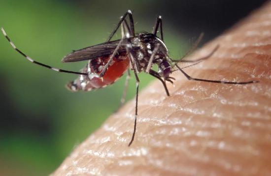 蚊子為什麼要吸血科普（科學家弄清蚊子如此喜歡吸血的原因）1