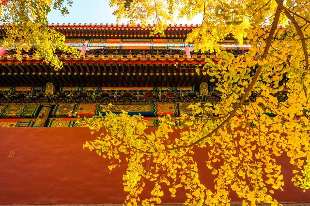 北京故宮的秋景（上新啦有一種美）5