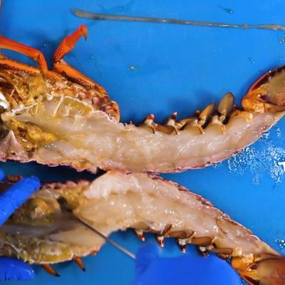 不容錯過的美食澳洲龍蝦（新西蘭峽灣龍蝦刺身）7