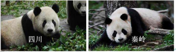 人類和野生熊貓對比哪個好（為什麼熊貓從吃肉變成了吃竹子）1