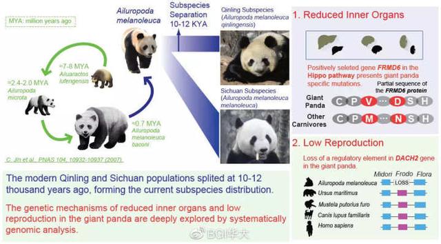 人類和野生熊貓對比哪個好（為什麼熊貓從吃肉變成了吃竹子）3