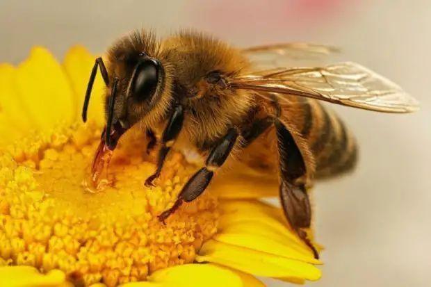 蜜蜂人工分群多少米合适（蜜蜂怎樣做到高度分工）3