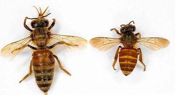 蜜蜂人工分群多少米合适（蜜蜂怎樣做到高度分工）5