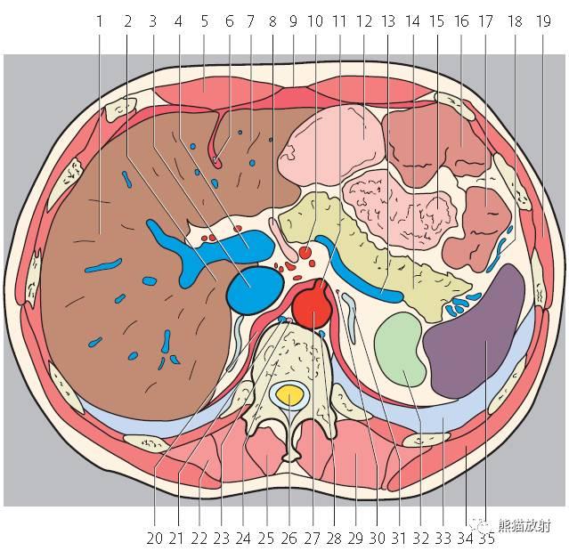 肝總管ct解剖位置（收藏上腹部CT斷層）16
