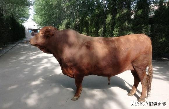 農村養肉牛還是養土黃牛好（都愛養這5種黃牛）14