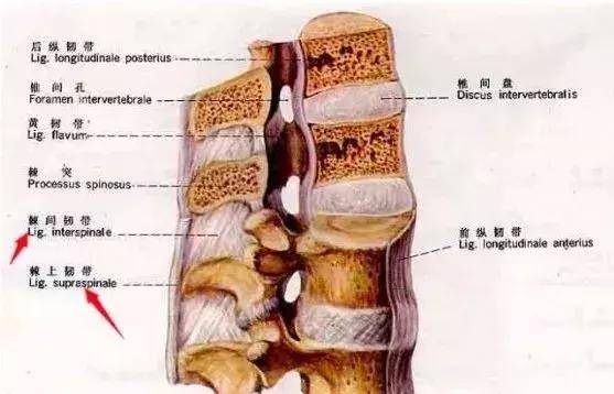 不同位置的腰背疼對應的疾病（從脊柱周圍的肌肉角度分析腰背痛）5