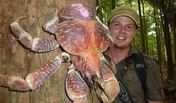 世界上最大椰子蟹（海洋之大椰子蟹最奇葩）4