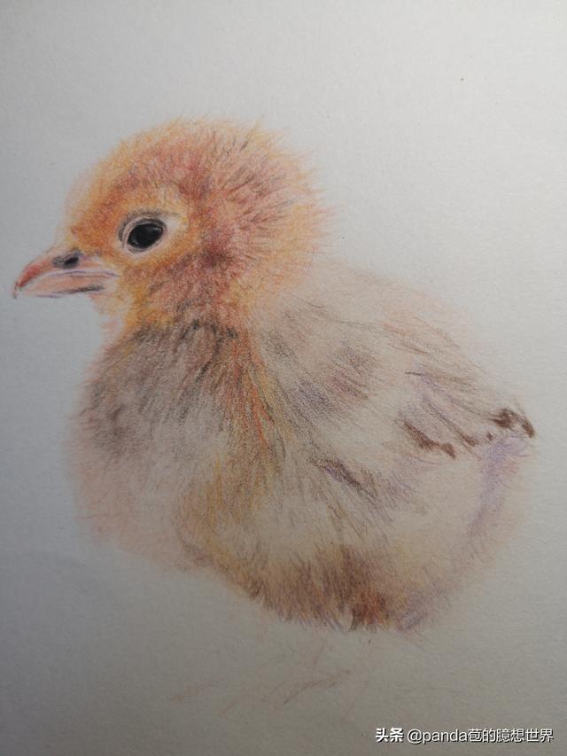 簡單的畫畫教程小雞（簡單幾步教畫畫）6