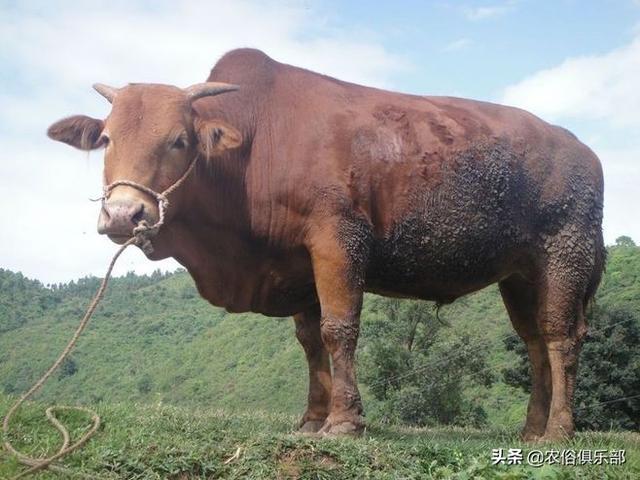 農村養肉牛還是養土黃牛好（都愛養這5種黃牛）16