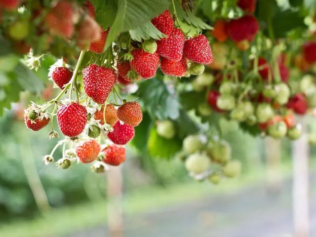 适合家庭種的草莓品種（5種真正的家庭盆栽草莓品種）4
