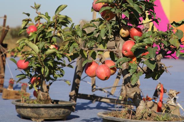 各種盆栽果樹的養殖方法（收集種子培育這3種果樹）8