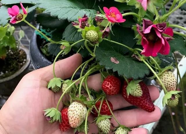适合家庭種的草莓品種（5種真正的家庭盆栽草莓品種）32