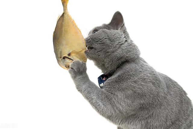 貓咪可以吃哪些主要食物（這幾種食物是貓咪的）3