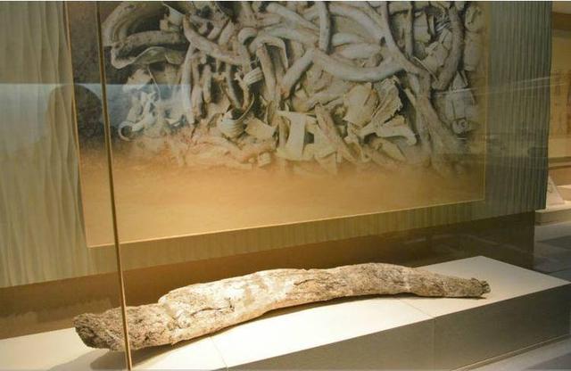 三星堆遺址發現埋藏3000年的象牙（出土的120根象牙有何用處）2