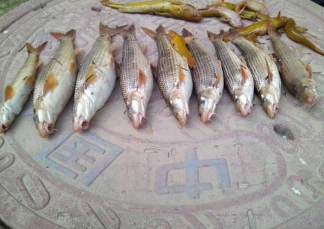 适合人工養殖的魚排名（老漁民推薦的這6種魚）12
