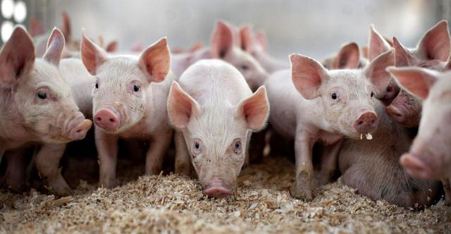 養豬戶跟不上豬肉價格變化的原因（豬肉價格居高不下）3