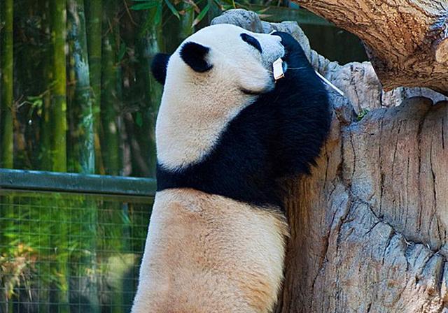 為什麼有的大熊貓拖着後腿走路（歎氣也要堅持仰卧起坐）8