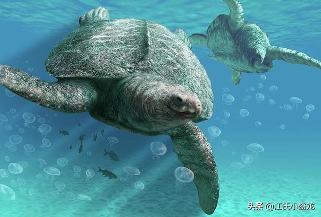 世界上體型最大的海龜是什麼龜（背殼能停小汽車的遠古巨龜）11