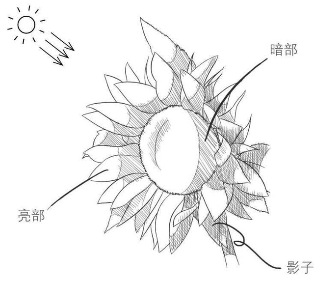超簡單簡筆畫向日葵的畫法（适合零基礎學習的鋼筆畫向日葵畫法）7