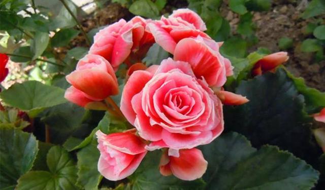 玫瑰海棠的養殖方法和注意事項（玻璃海棠花的養殖方法）3