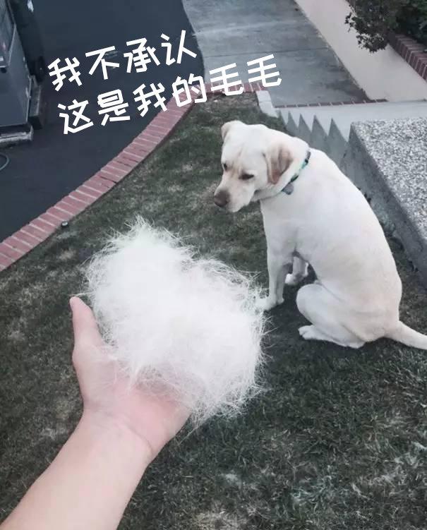 空氣中的寵物毛怎麼清除（寵物把屋裡搞得到處都是毛發污漬）2