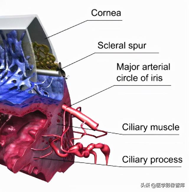 ct與mri斷層解剖學袖珍圖譜電子版（眼眶MRI斷層解剖速查圖譜）27